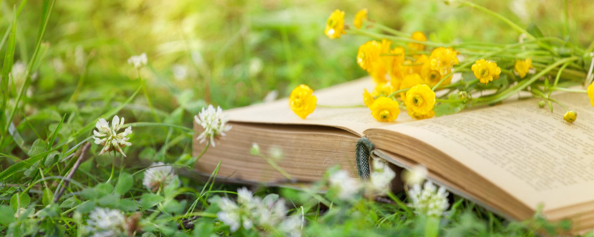 Open book, yellow flowers fanned pages on grass. Summer spring background with open book. Back to school. Copy Space, banner